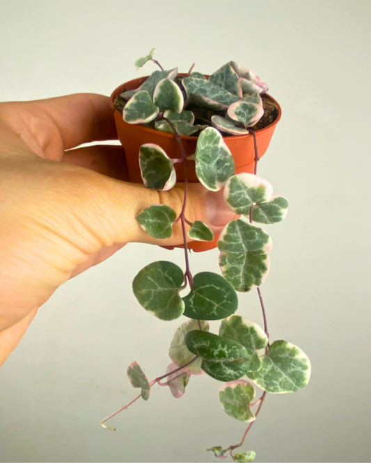 Feuillage en forme de cœur vert argenté de la plante String of Hearts