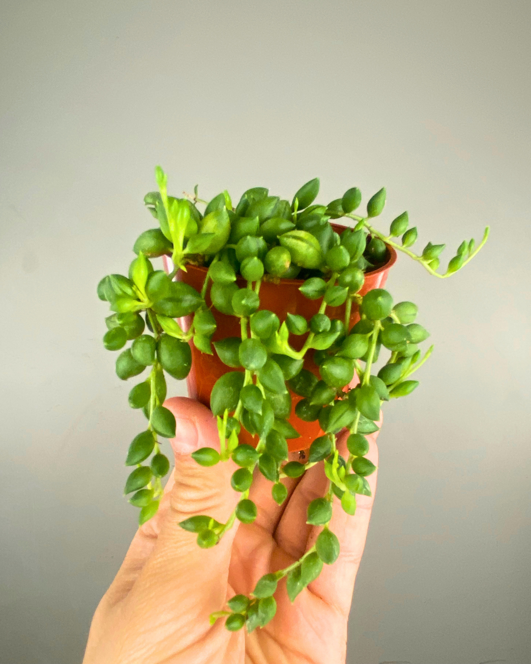 String of Tears – Aurea Plants