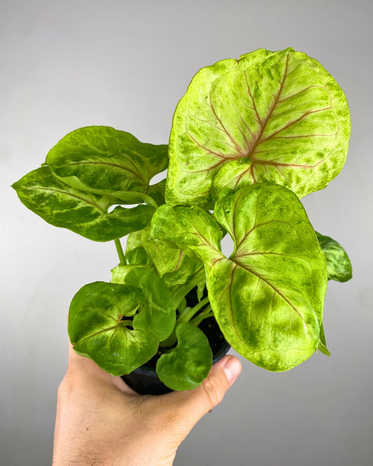 Feuilles jaune-lime vif se transformant en vert du Syngonium Lemon Lime