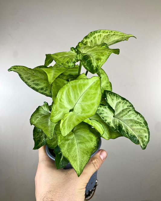 Feuilles vert pâle panachées de blanc du Syngonium White Butterfly