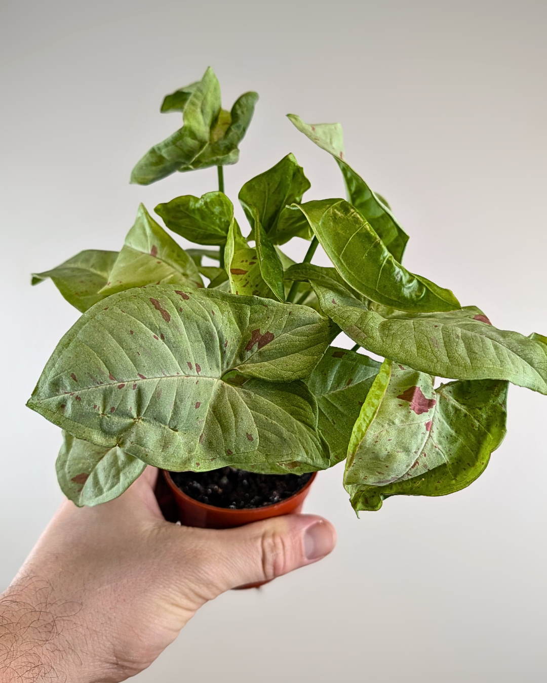 Syngonium Milk Confetti