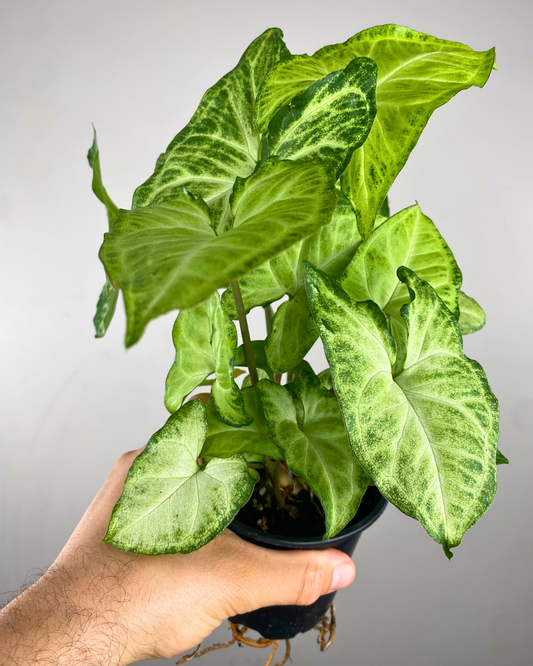 Feuillage en forme de flèche vert de Syngonium podophyllum