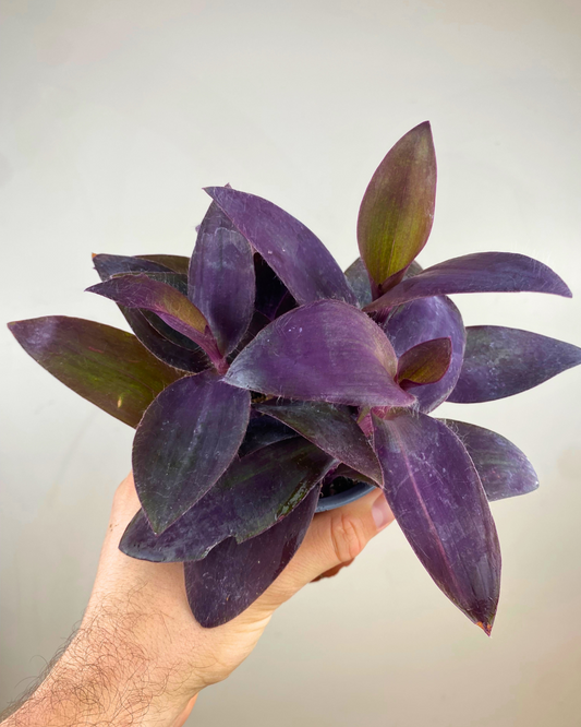 Feuilles pourpres élégantes du Tradescantia pallida ‘Purpurea’