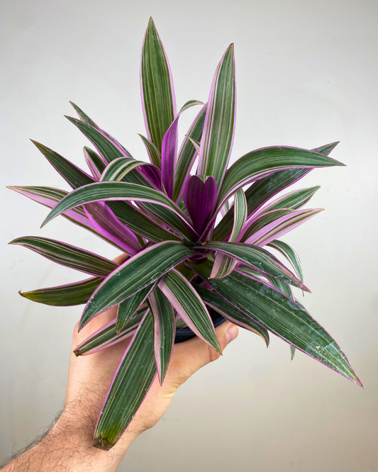 Feuilles vertes, crème et violettes du Tradescantia spathacea Tricolor