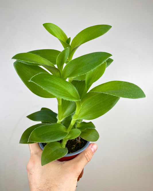 Feuilles ovales vert clair lustrées de Tradescantia fluminensis