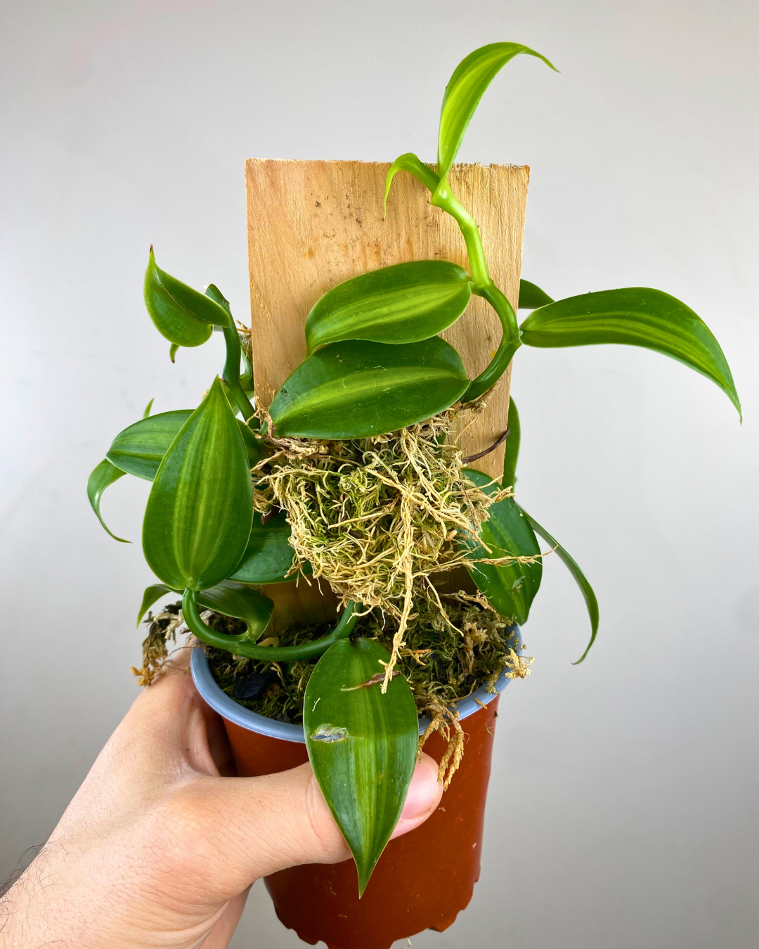 Feuilles panachées jaune crème et vert de Vanilla Variegata Jaune