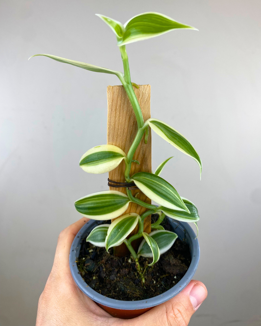 Feuilles panachées crème et vert de Vanilla variegata blanc