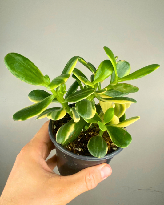 Feuillage variegata vert et crème du Variegated Jade Plant