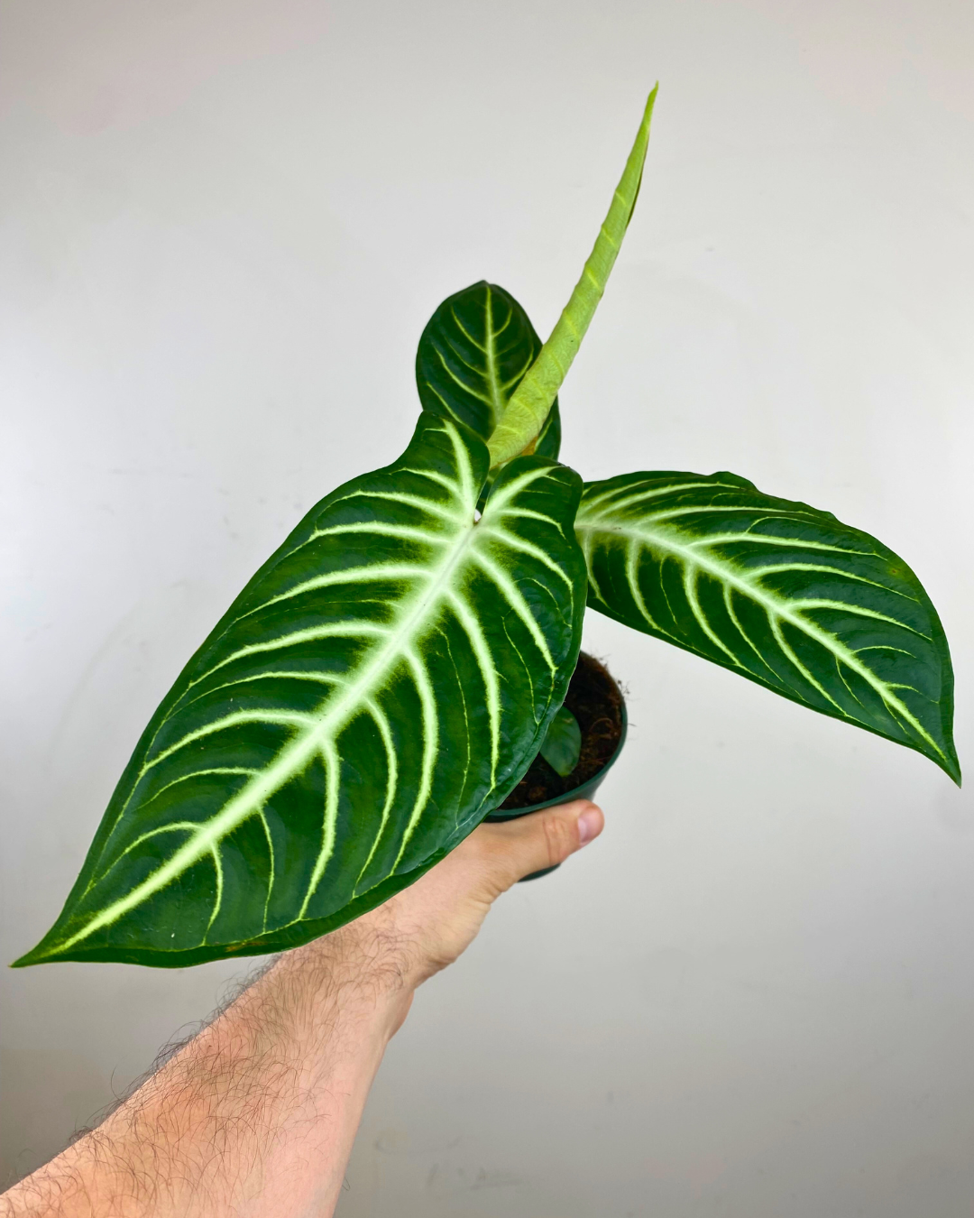 Feuilles grandes élancées vert profond de Xanthosoma lindenii