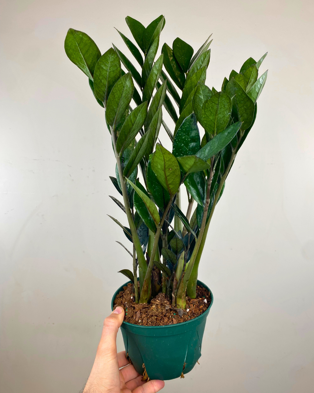 Feuilles jaune crème bordées vert olive du ZZ Nova Star