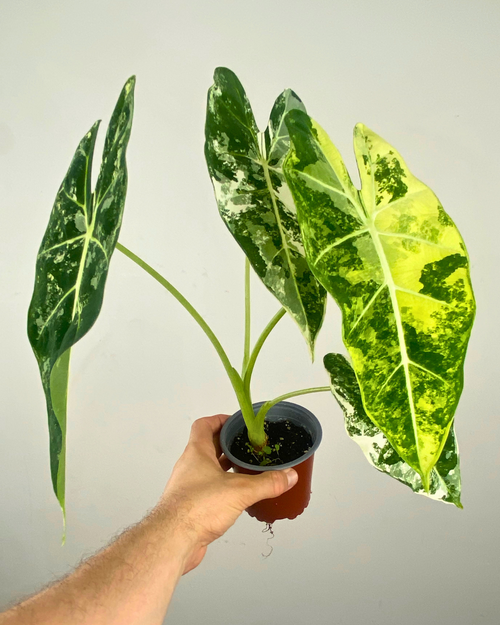 Feuilles vertes veloutées panachées de blanc et crème de l’Alocasia Frydek Variegata.