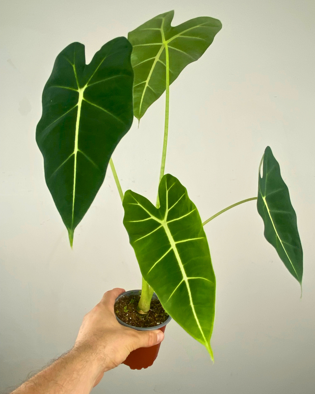 Feuilles vert sombre veloutées aux nervures blanches marquées d’Alocasia Frydek.