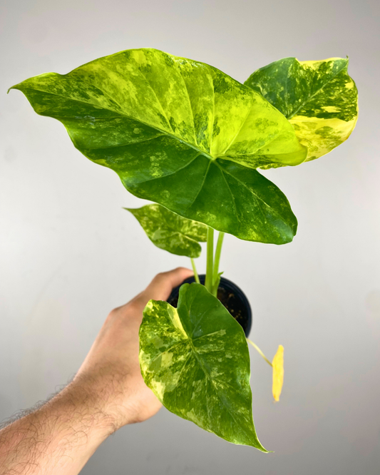 Feuilles vertes panachées de jaune vif de l’Alocasia odora variegata Yellow.