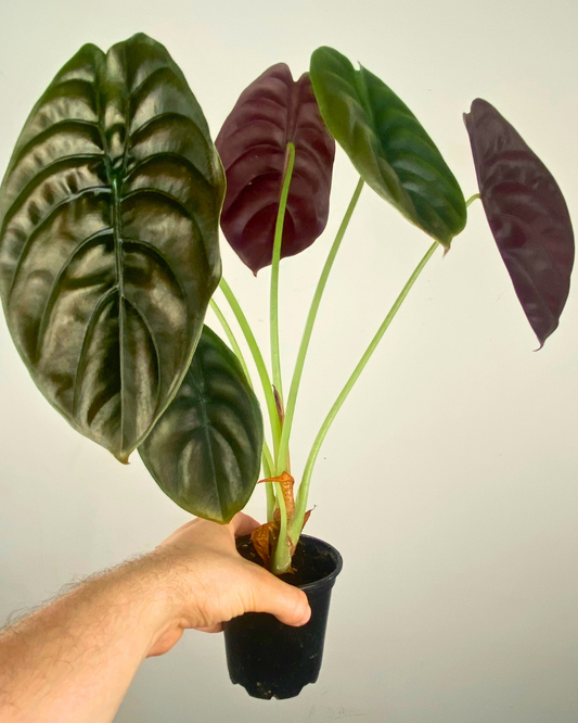 Feuilles brillantes cuivrées avec revers rouge de l’Alocasia Red Secret en pot décoratif.