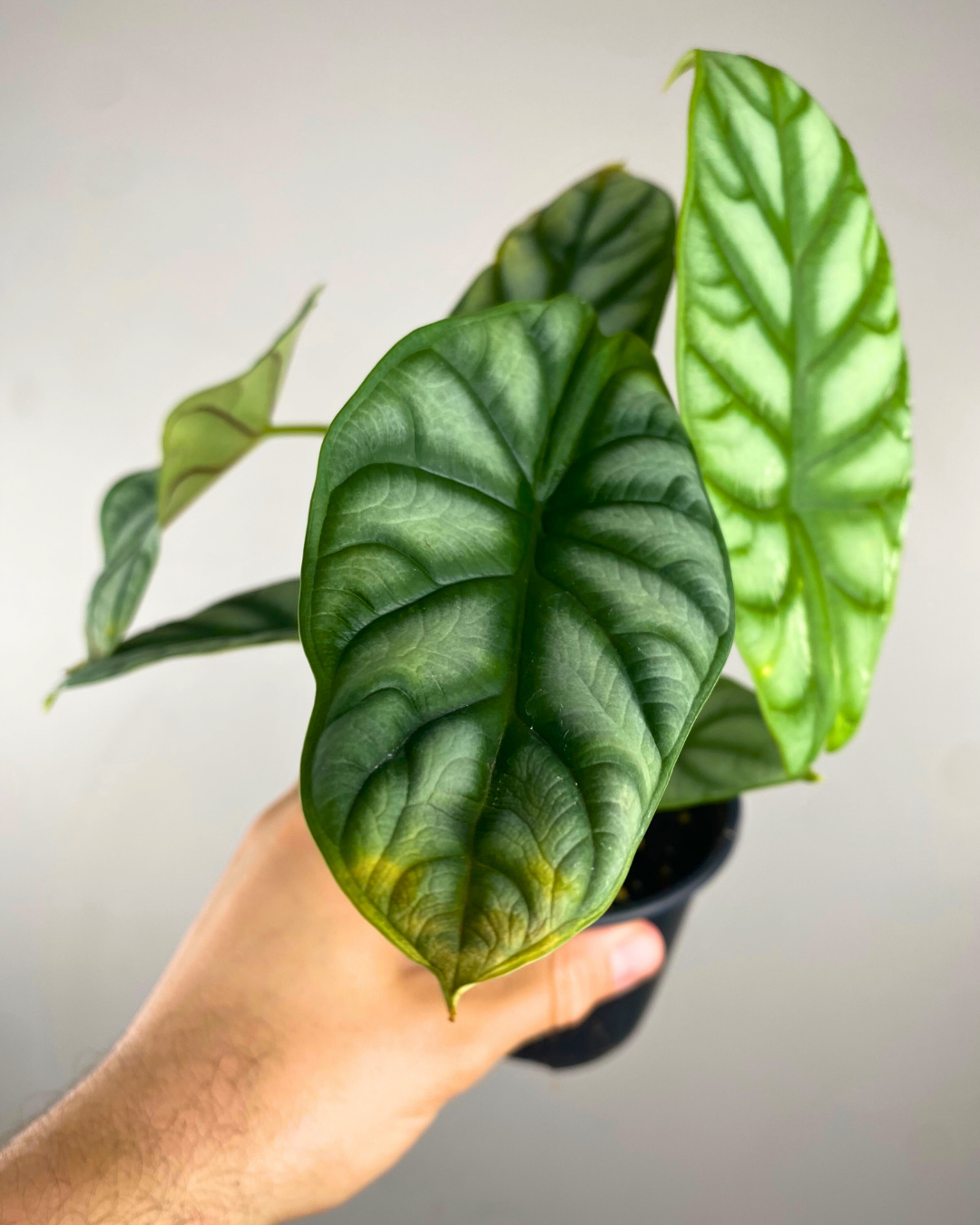 Feuilles argentées veinées de vert foncé de l’Alocasia Silver Dragon.