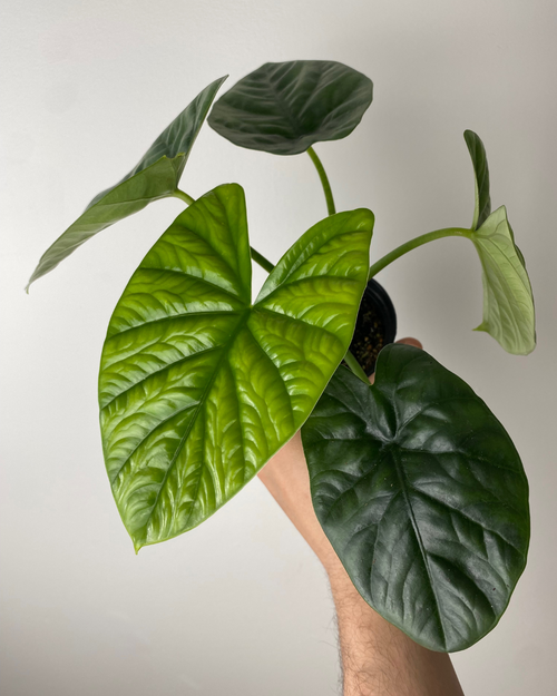 alocasia lukiwan hybrid rare plant tropical