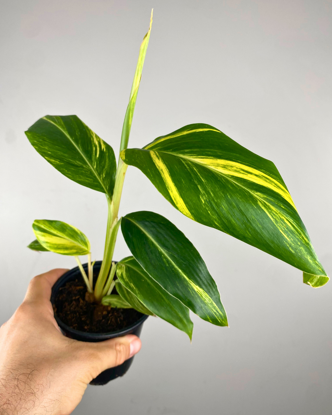 Feuilles vertes panachées de jaune de l’Alpinia Variegata Ginger.