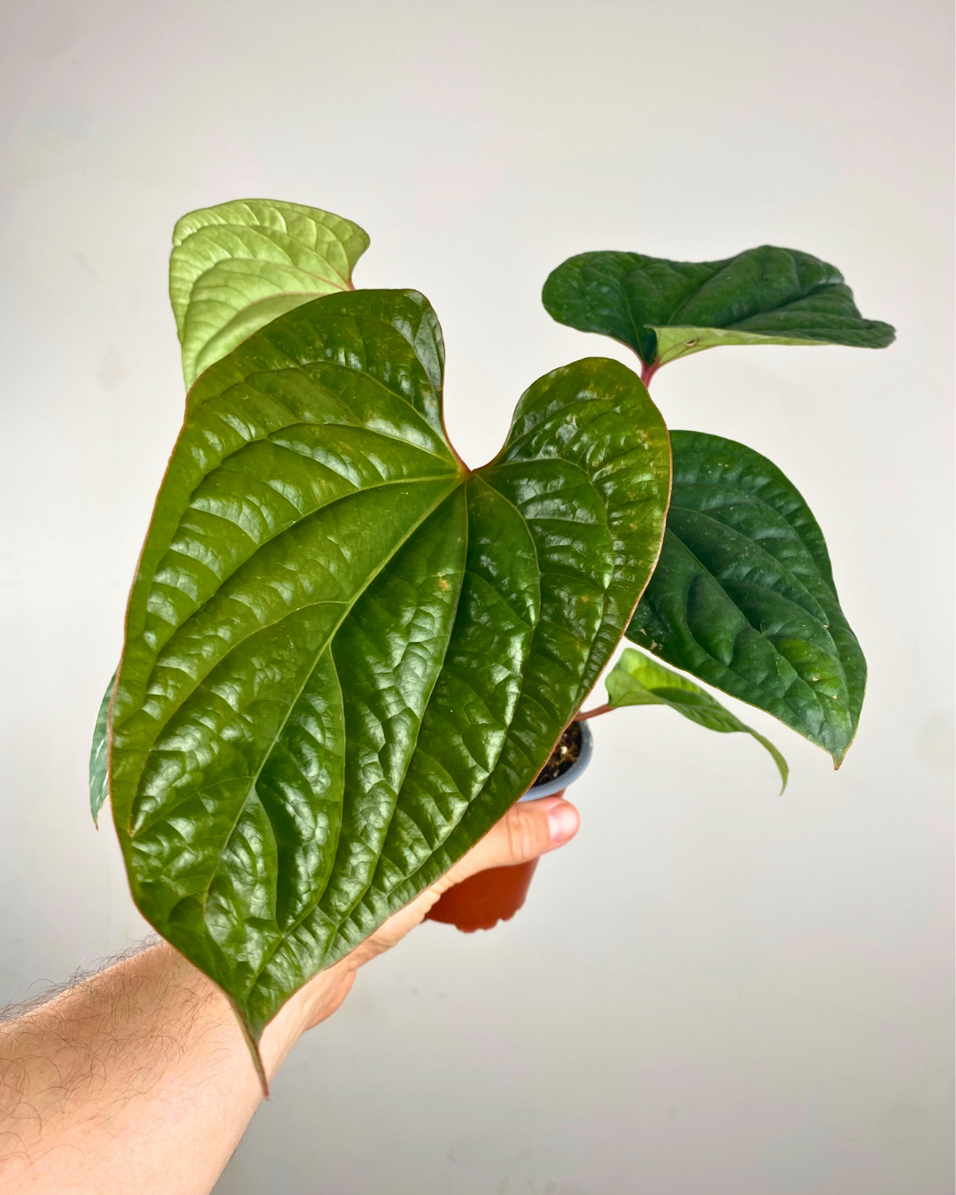 Feuilles épaisses texturées vert sombre de l’Anthurium radicans × luxurians.