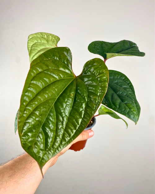 Feuilles épaisses texturées vert sombre de l’Anthurium radicans × luxurians.