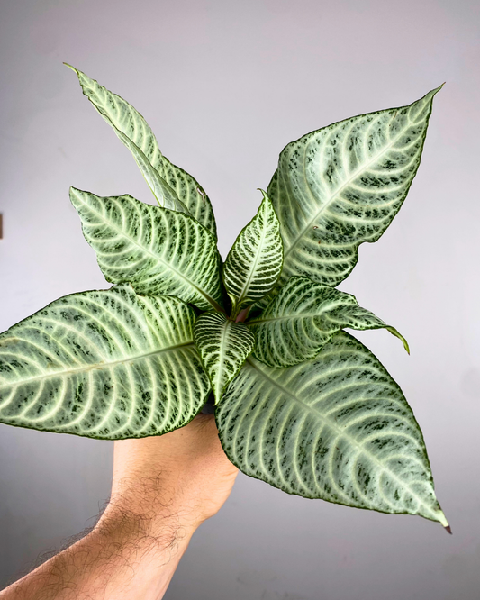Feuilles vert foncé nervurées de blanc de l’Aphelandra Snowflake.
