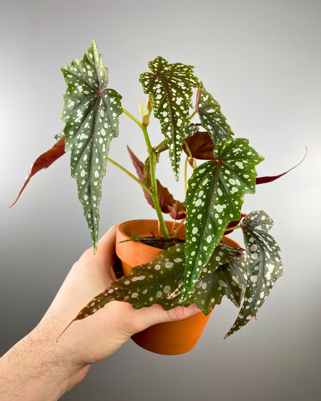 begonia aerial cane begonia rare easy canada