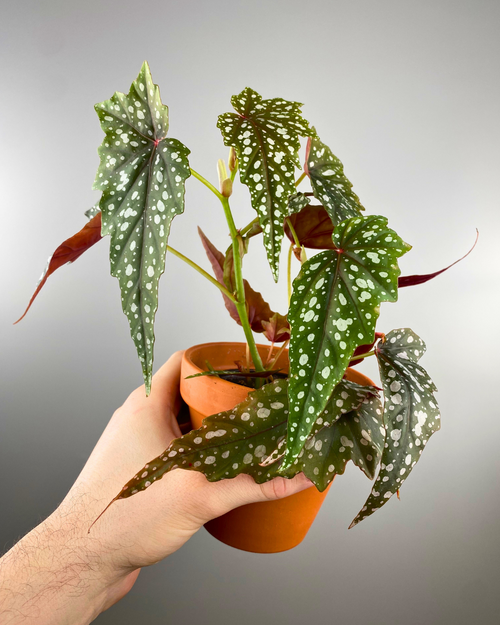 begonia aerial cane begonia rare easy canada
