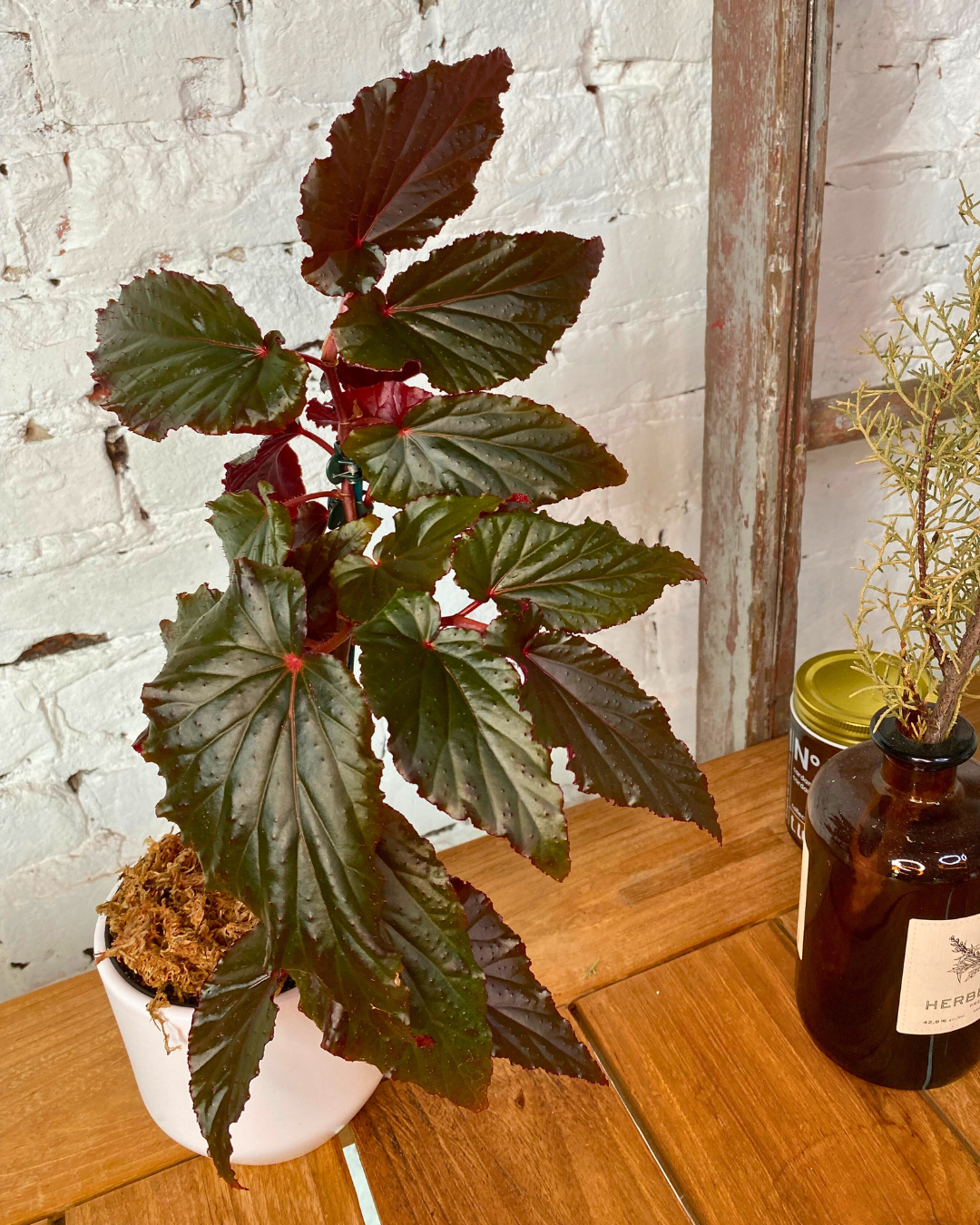 begonia arabian sunset elegant rare cane begonia