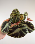 Begonia Cleopatrae