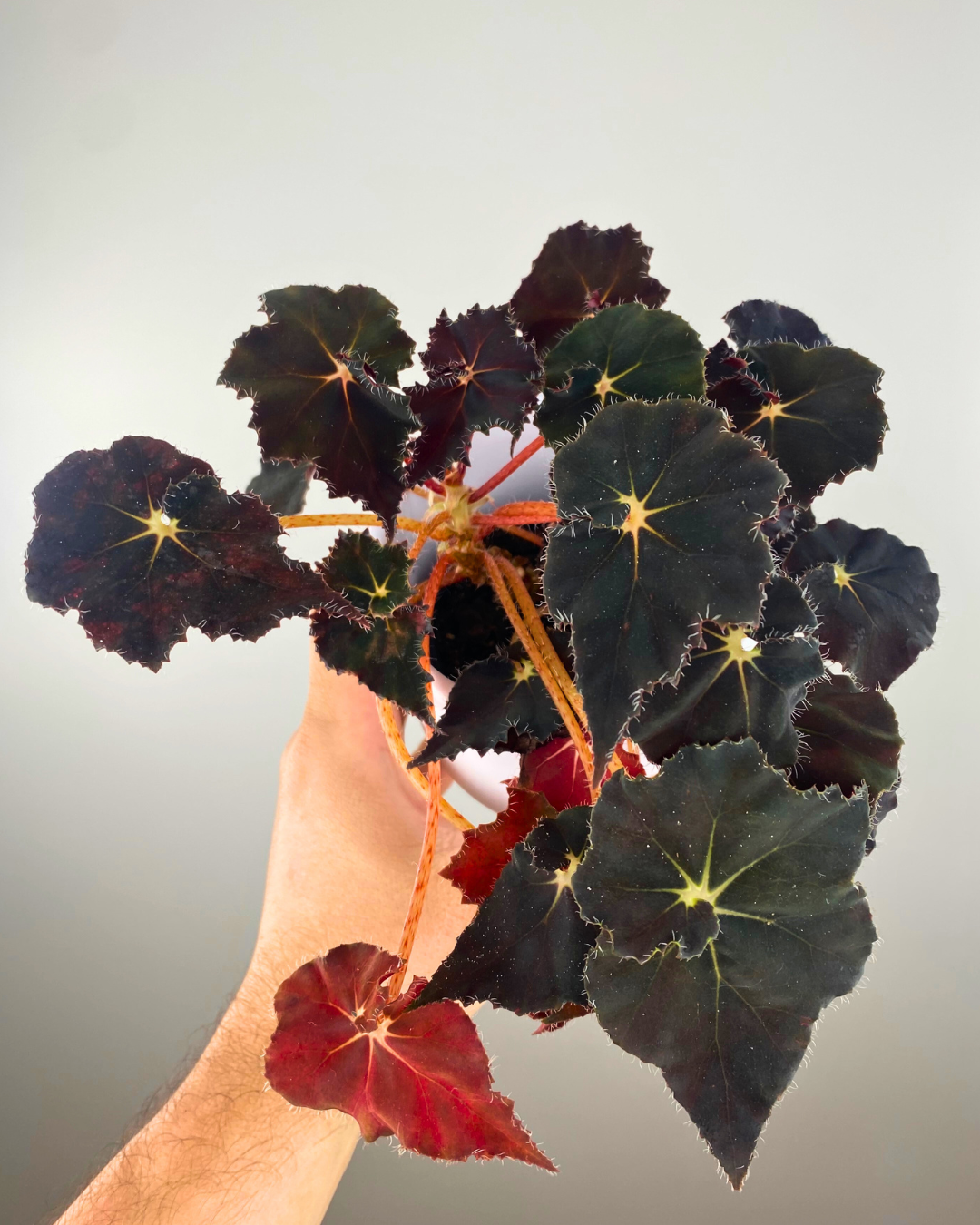 begonia rex mini mo, small begonia, dark begonia, easy houseplant 