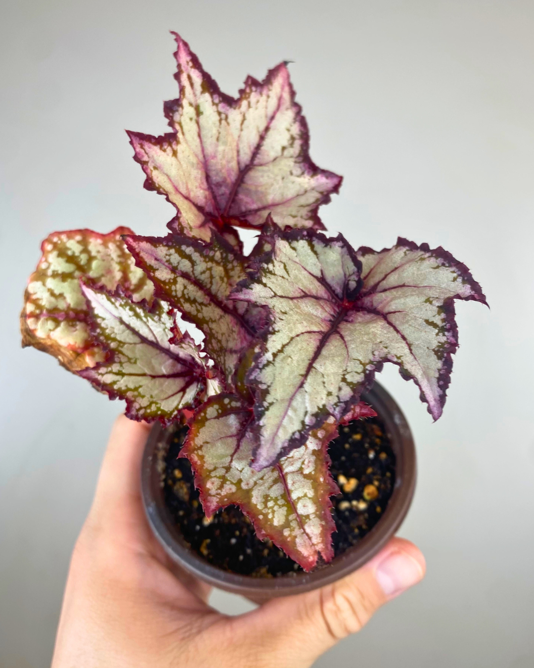 begonia robert golden rare begonia canada