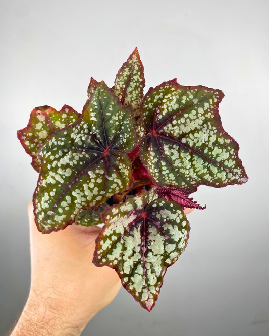 begonia robert golden rare begonia canada