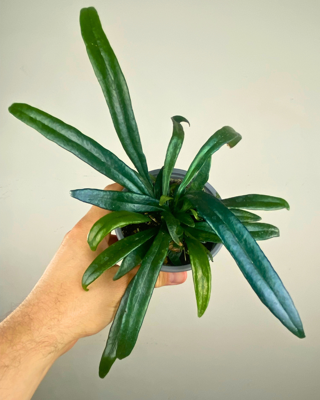 Frondes bleu-vert iridescentes de Microsorum thailandicum