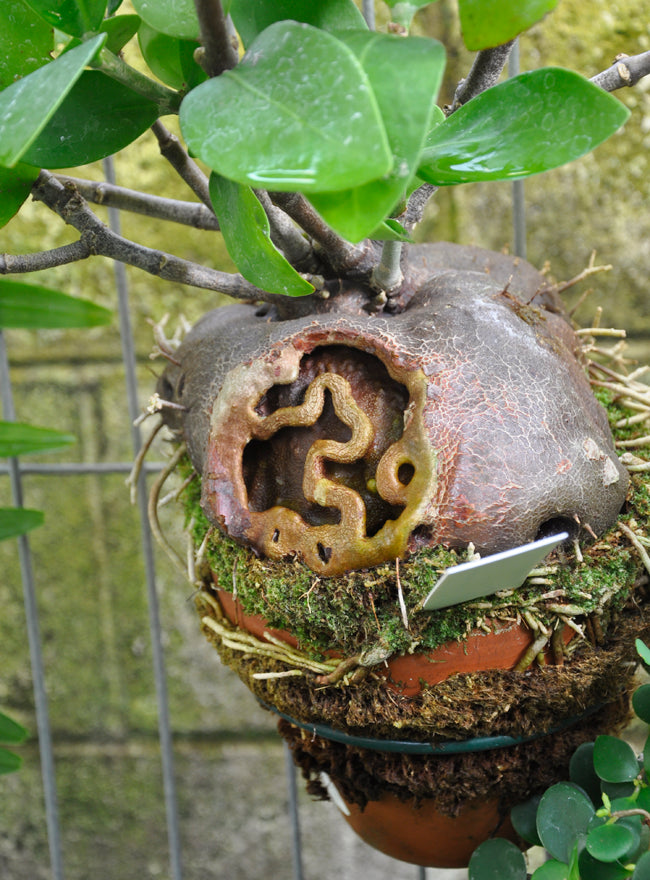 Hydnophytum (Ant plant)