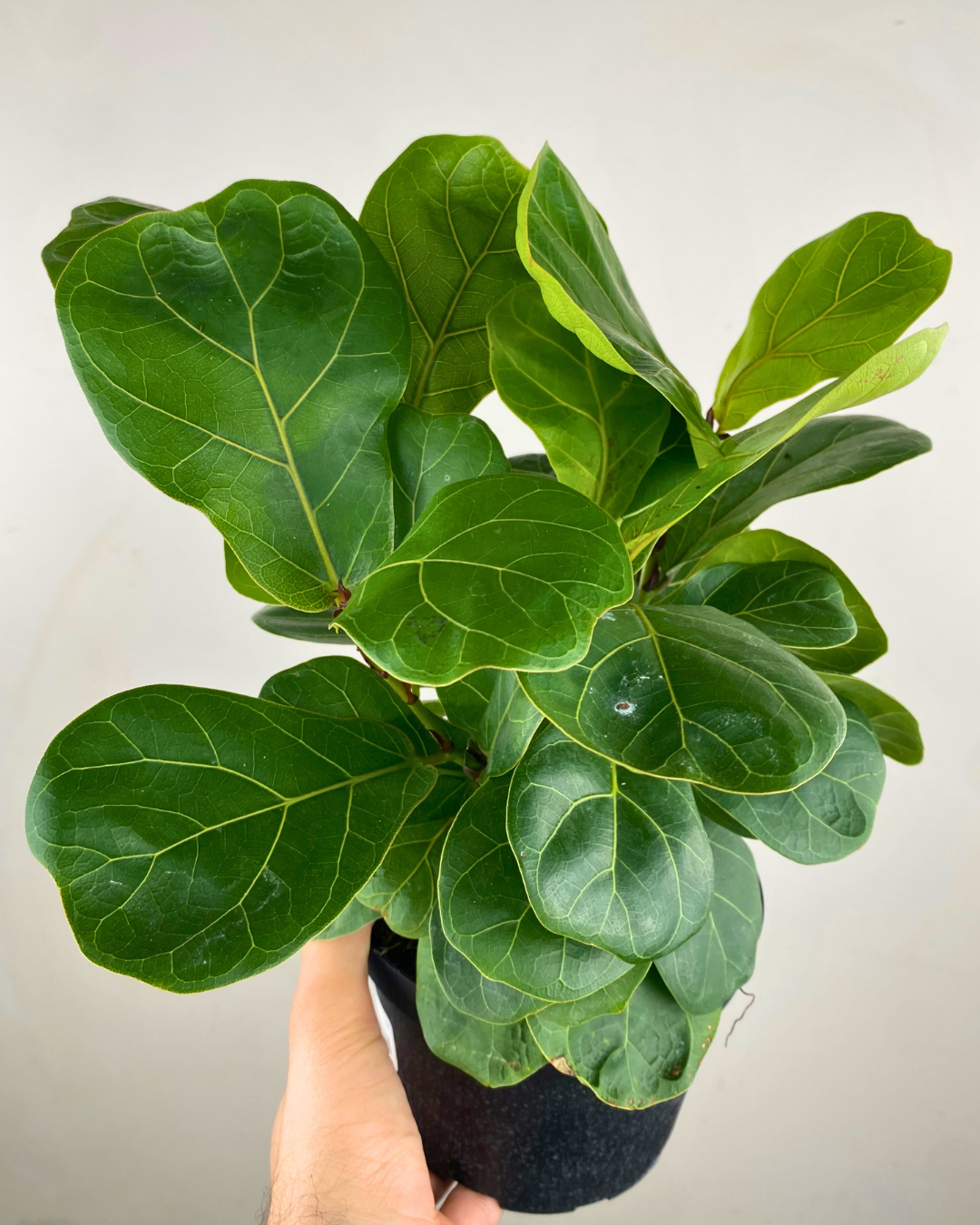 Grande feuille de Ficus lyrata en pot près d’une fenêtre lumineuse.