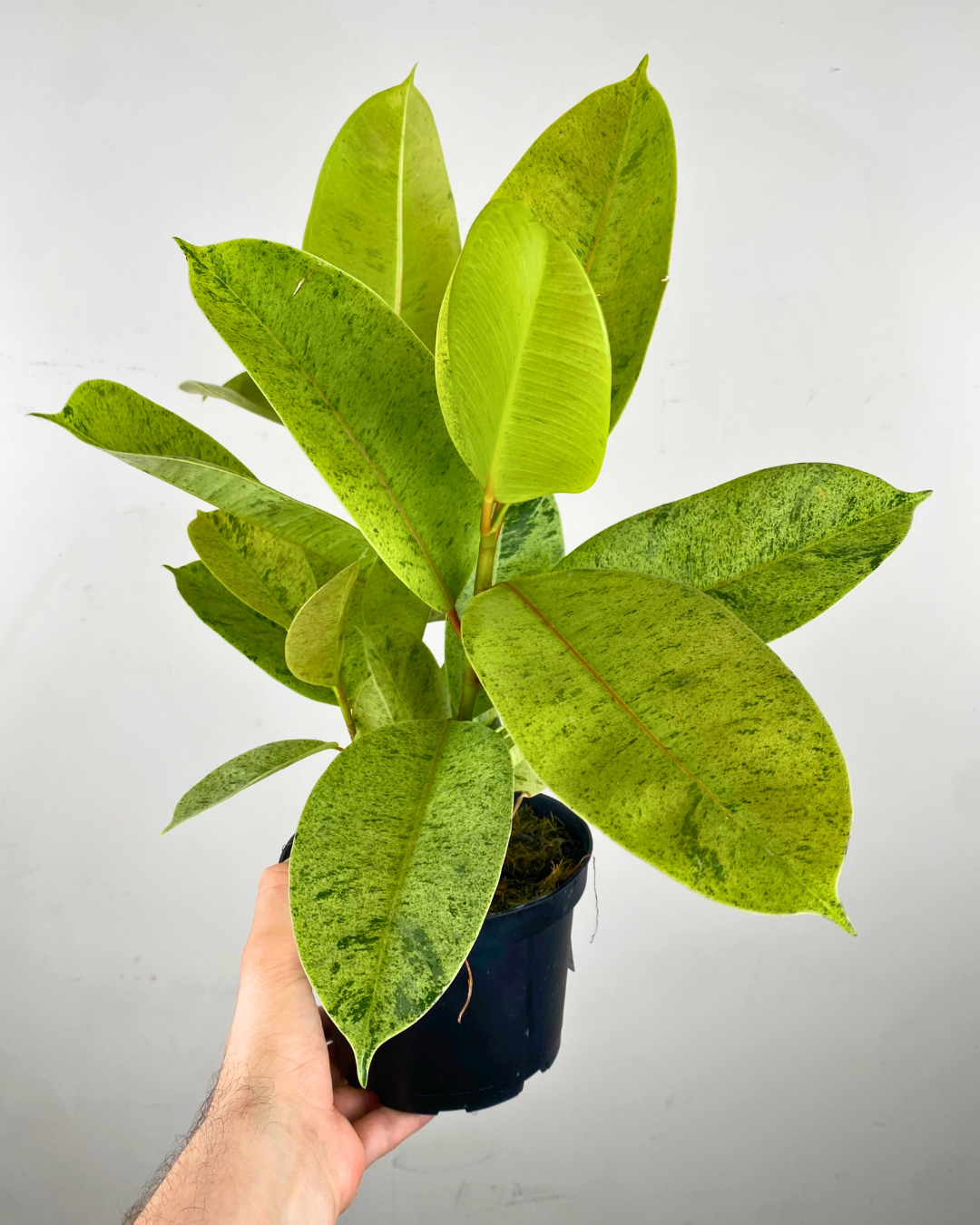 Feuille mouchetée vert clair et crème du Ficus Shivereana en pot design.