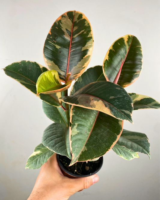 Ficus elastica Tineke en pot, aux feuilles panachées crème et vertes brillantes.