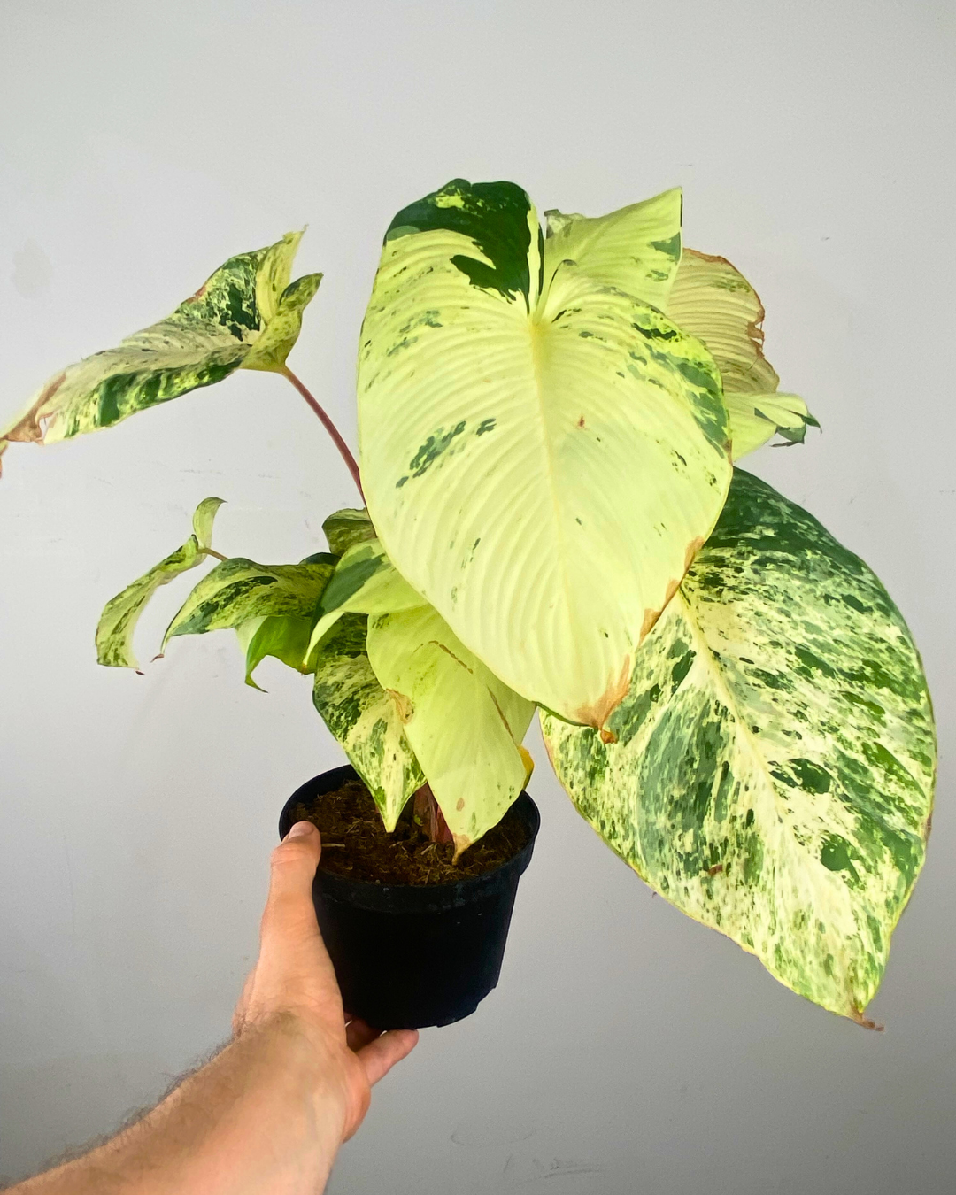 Feuilles larges panachées de vert et crème de l’Homalomena variegata.