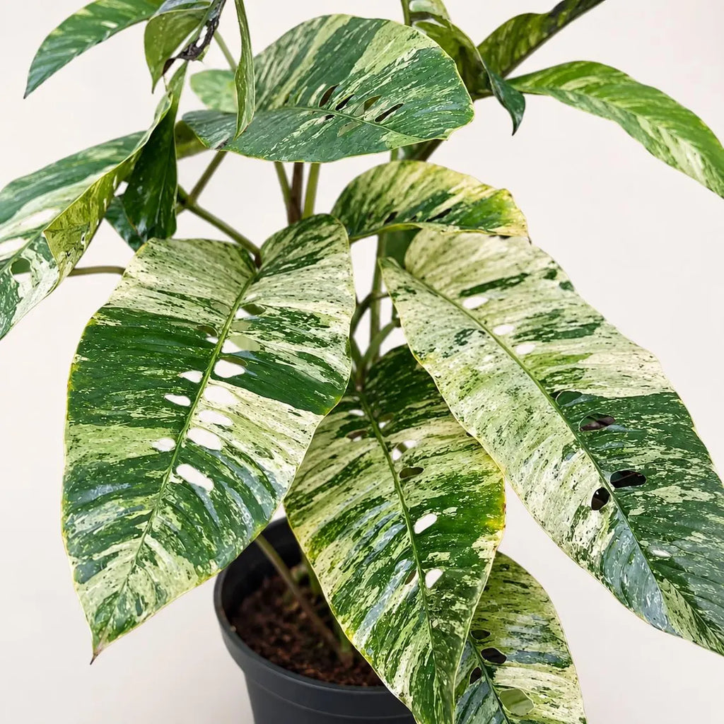 Rhaphidophora Foraminifera Variegata