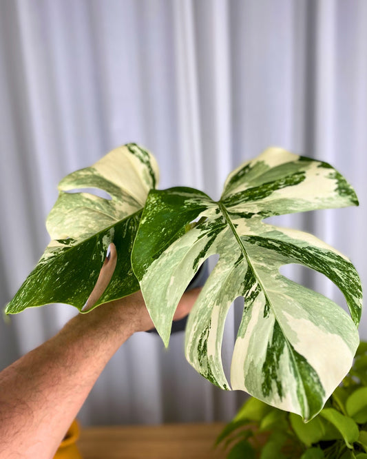 Monstera Borsigiana Albo