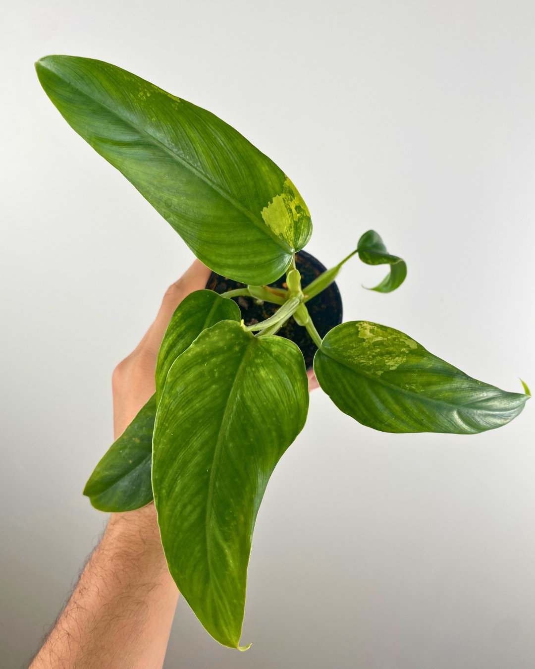 Philodendron Domesticum Variegata