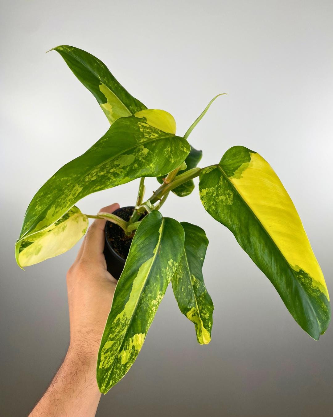 Philodendron Domesticum Variegata