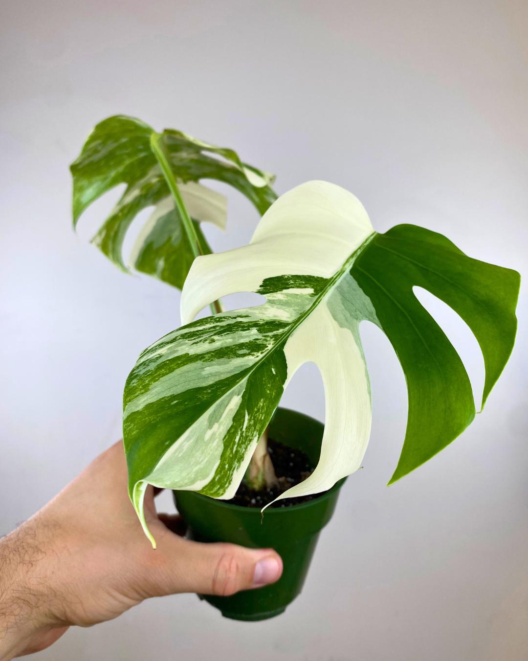Monstera Borsigiana Albo