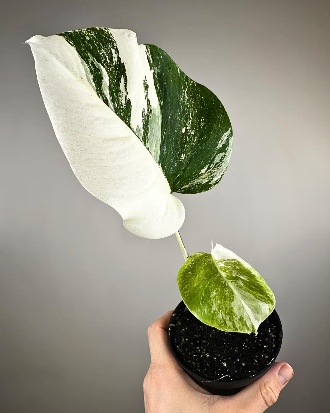 Monstera Borsigiana Albo