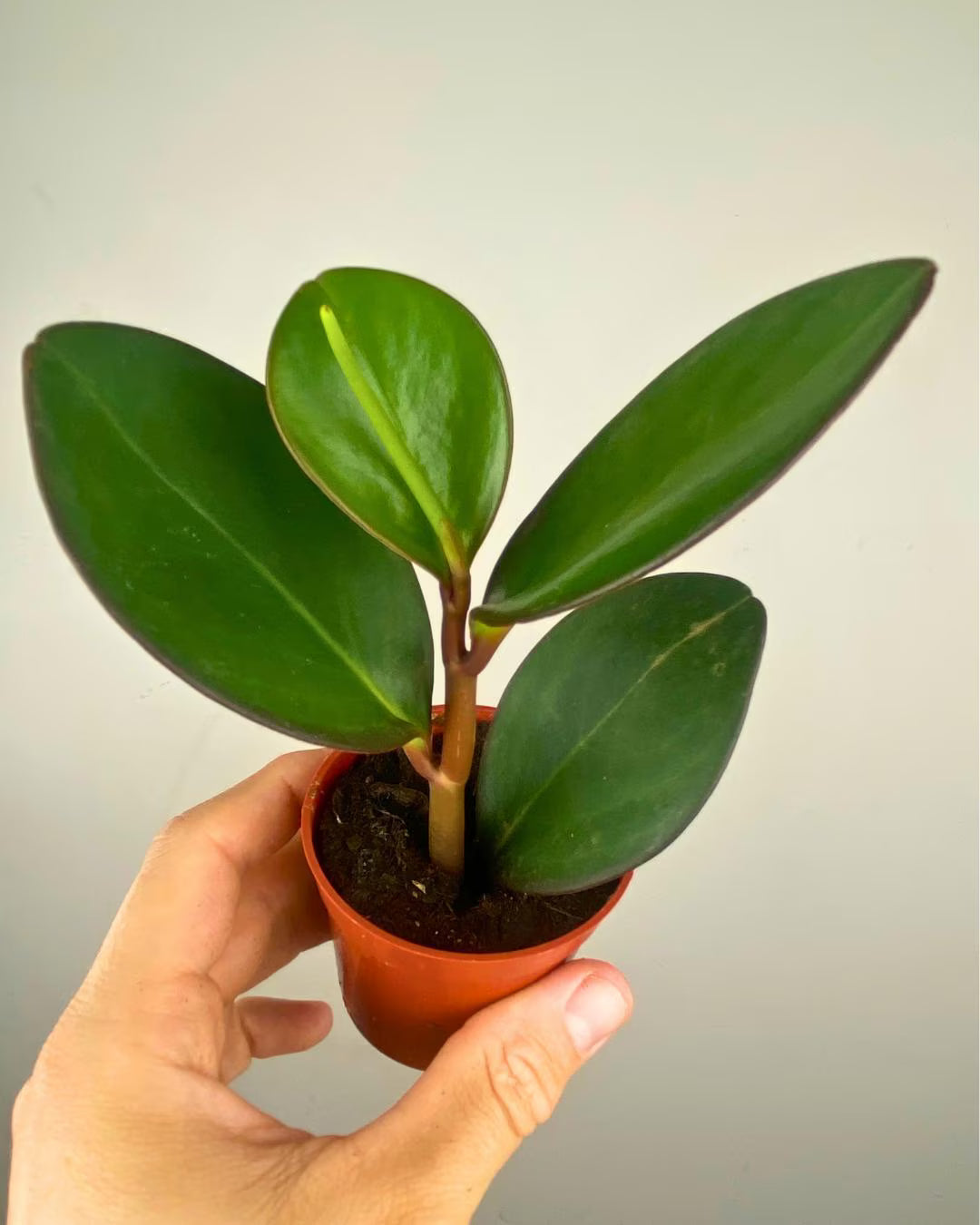 Peperomia obtusifolia 'Red Edge'