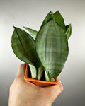 Sansevieria trifasciata 'Moonshine'