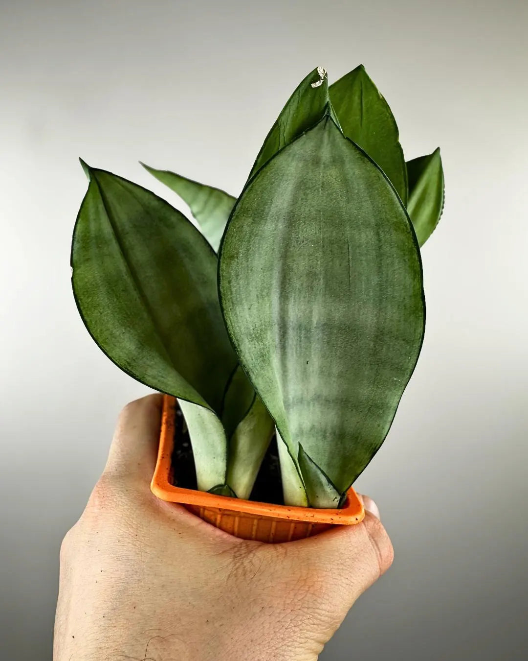 Sansevieria trifasciata ‘Moonshine’