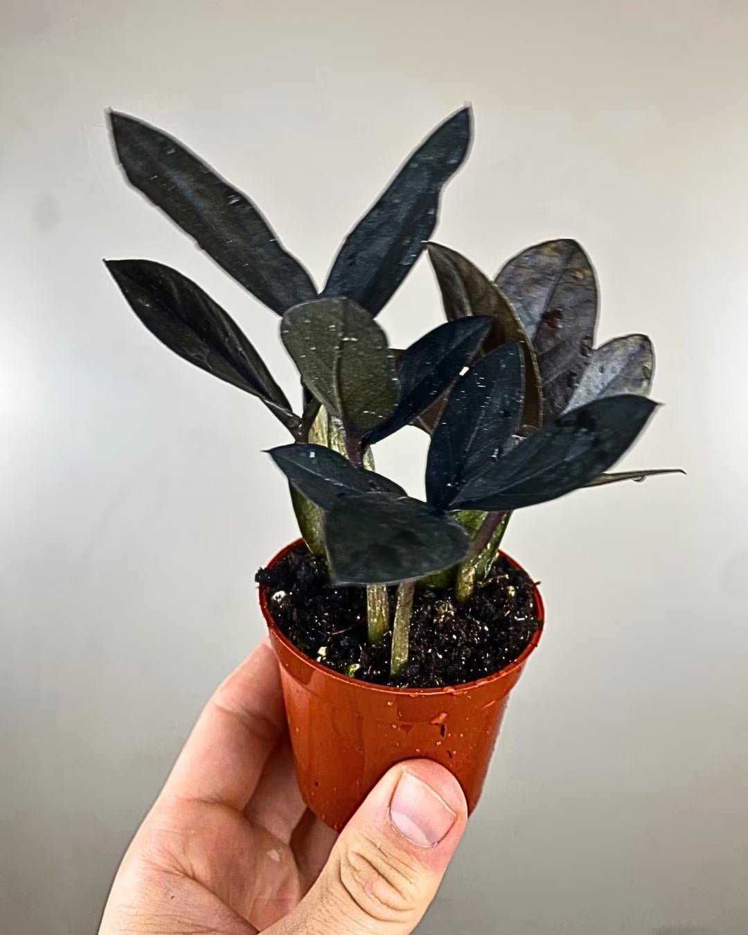 Zamioculcas Zamiifolia 'Raven'