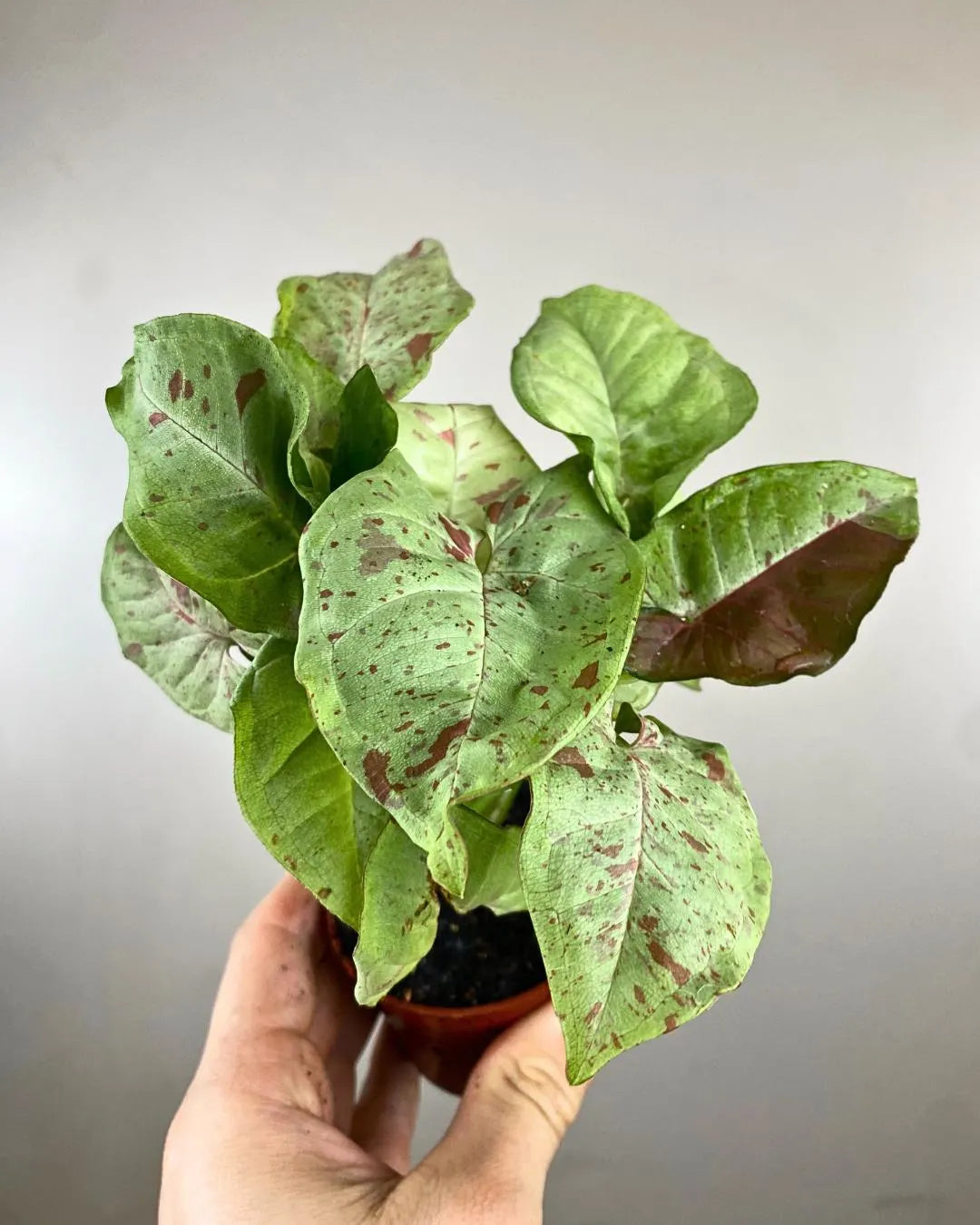 Syngonium Milk Confetti