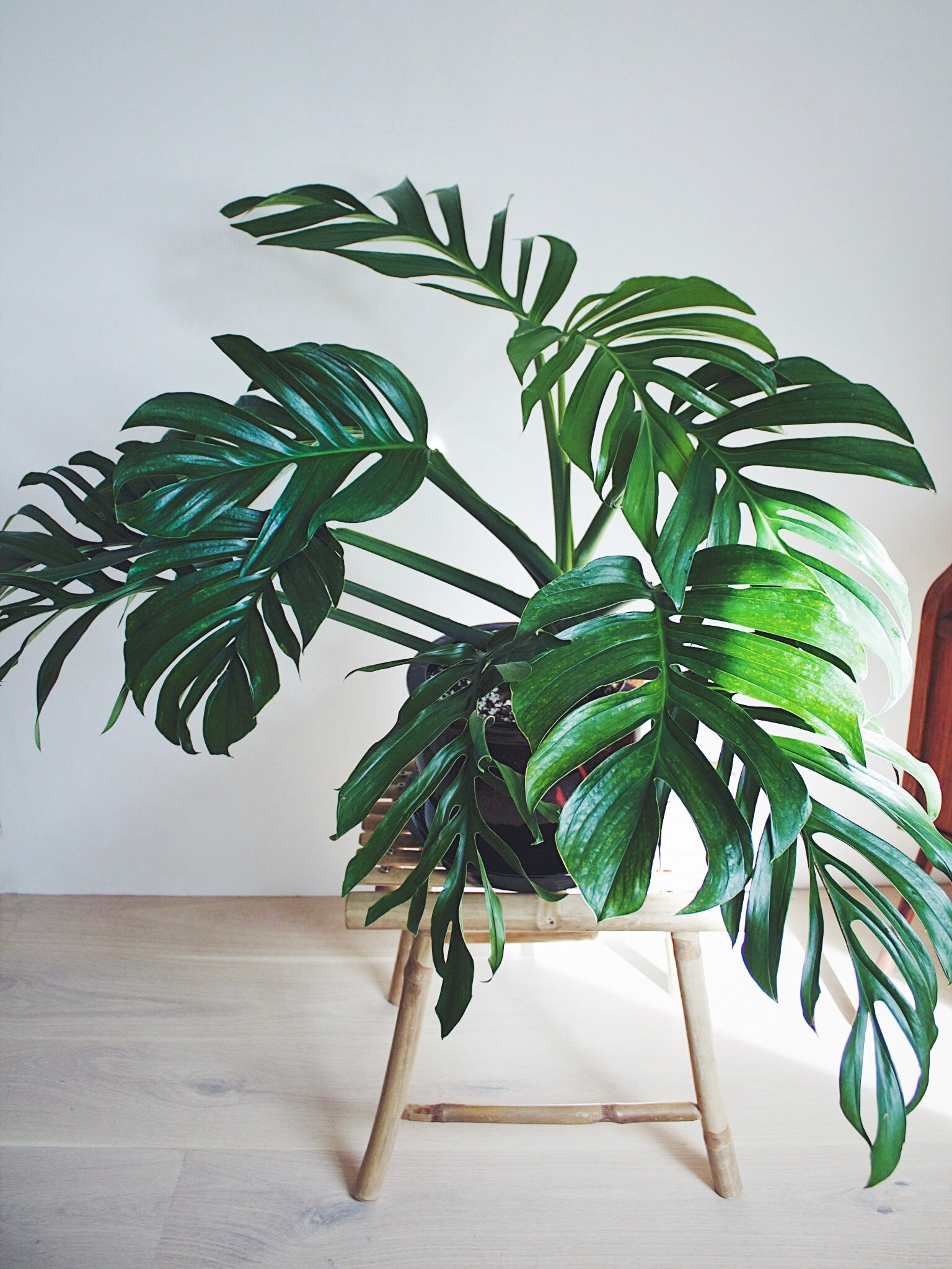 philodendron pinnatipartita Monstera Pinnatipartita – Aurea Plants