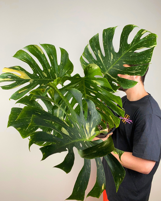 Feuilles marbrées crème et vert du Monstera Thai Constellation en pot décoratif.